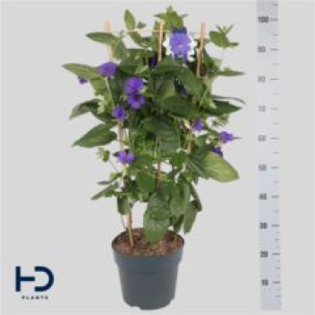 Thunbergia battiscombei