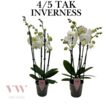 Phalaenopsis 4 Rispen weiß