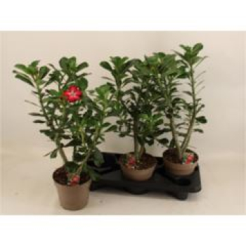 Adenium obesum 'Anouk'