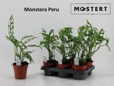 Monstera "Peru"