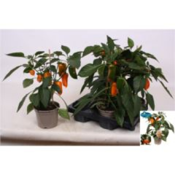 Capsicum annuum -Paprika