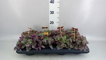 Tradescantia cerinth. 'Sweetness'