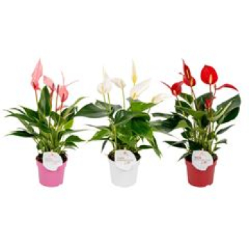Anthurium andr. midi "Lilli" Mix