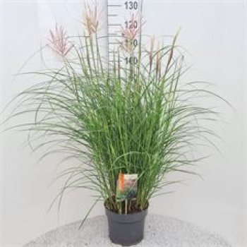 Miscanthus sin. 'Red Chief'