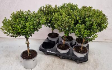 Myrsine africana Stämmchen