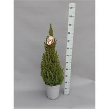 Picea glauca 'Conica'