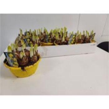 Narcissus "Tete a tete" Schale