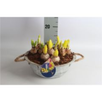 Zwiebelmix in Blechschale