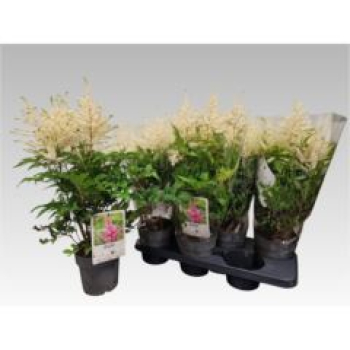 Astilbe japonica 'Whashington'