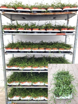 Mühlenbeckia "Maori"