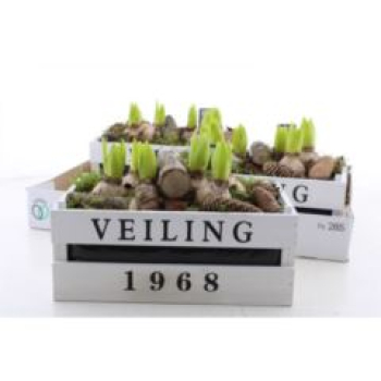 Hyacinthus in Holzkiste "Veiling 1968"