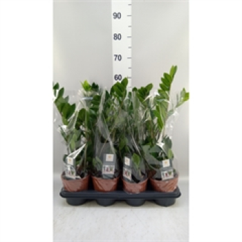 Zamioculcas zamiifolia