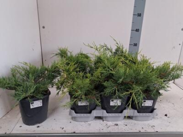 Juniperus pfitz. 'Old Gold'