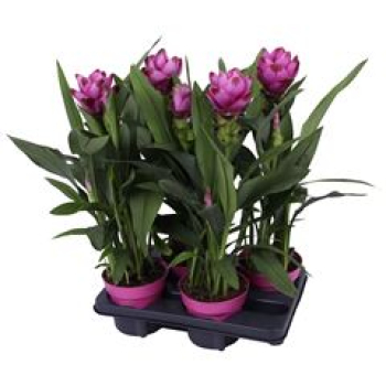 Curcuma alism. lila