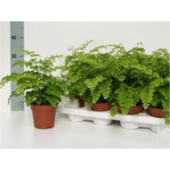 Adiantum raddi. 'Fragrans'