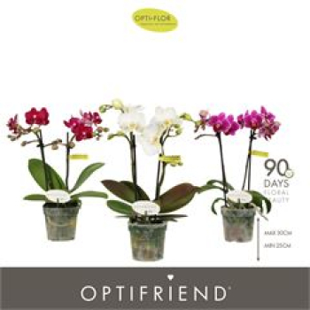 Mini Phalaenopsis 2 Rispen Mix