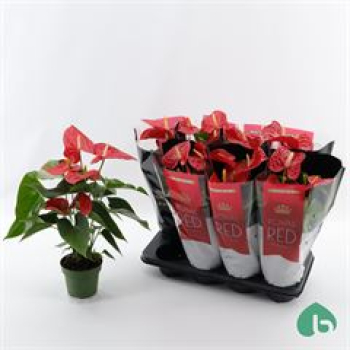 Anthurium andr. rot