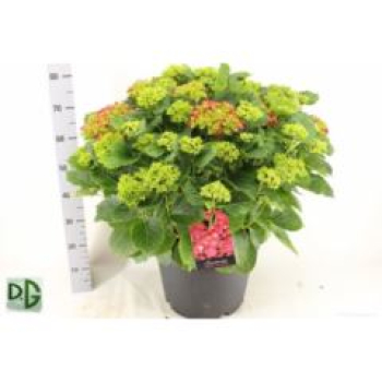 Hydrangea Busch rot