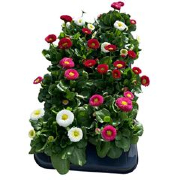 Bellis perennis Mix
