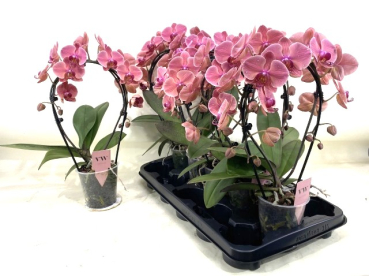 Phalaenopsis Bogen orange