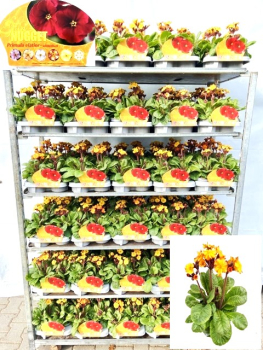 Primula elatior "Gold Nugget"