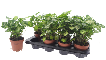 Syngonium 'Pixie'