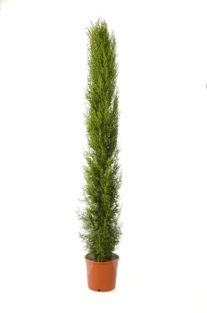 Cupressus sempervirens