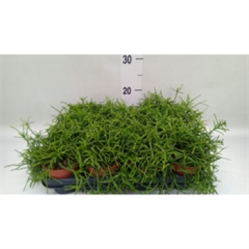 Rhipsalis baccifera 'Oasis'