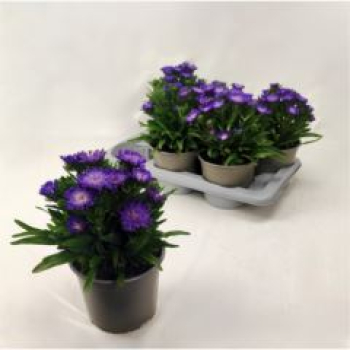 Stokesia laevis