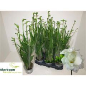 Freesia-weiß