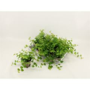 Ficus pumila 'Sunny Green'