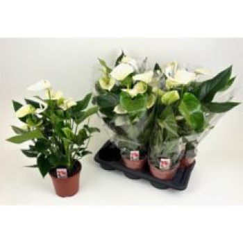 Anthurium andr. weiß