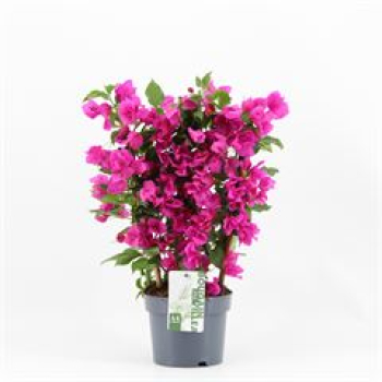 Bougainvillea 'Sanderiana' Spalier