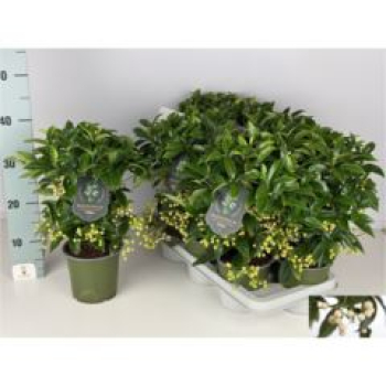 Ardisia crenata weiß