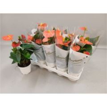 Anthurium andr. 'Orange Champion'