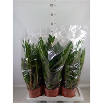 Zamioculcas zamiifolia