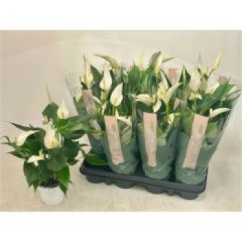 Anthurium andr. midi weiß