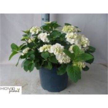 Hydrangea Busch weiß