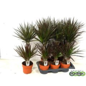 Dracaena marg. 'Magenta'