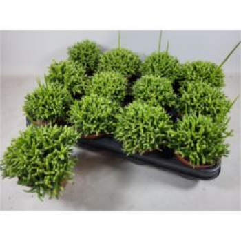 Rhipsalis cereuscula