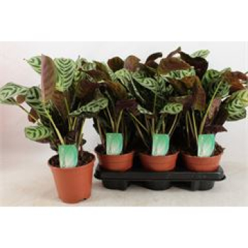 Ctenanthe burle-marxii