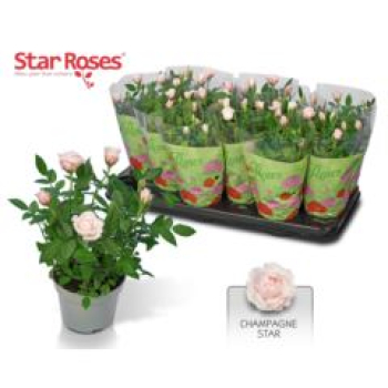 Rosa 'Champagne Star' Duo