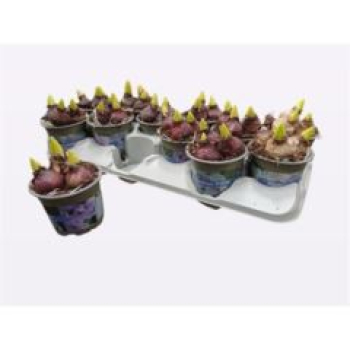 Hyacinthus 3pp Mix