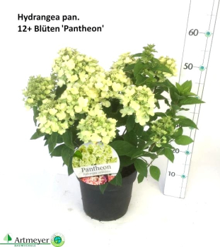 Hydrangea pan. "Pantheon"