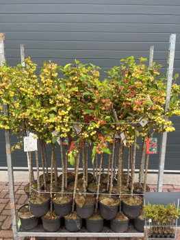 Malus Stamm