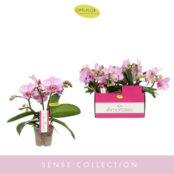Mini Phalaenopsis 2 Rispen rosa "Amorosso"