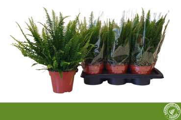 Nephrolepis exal. 'Green Lady'