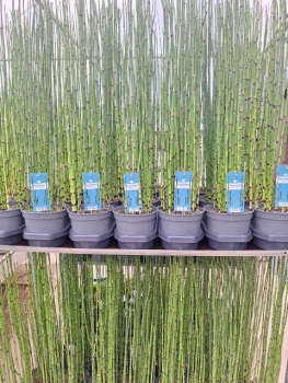 Equisetum hyemale
