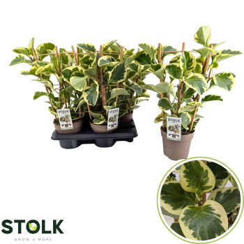 Peperomia obt. Spalier
