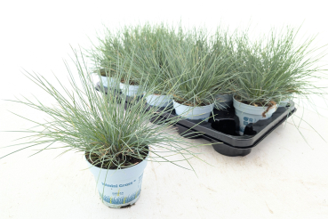 Festuca glauca 'Compacta Blue'